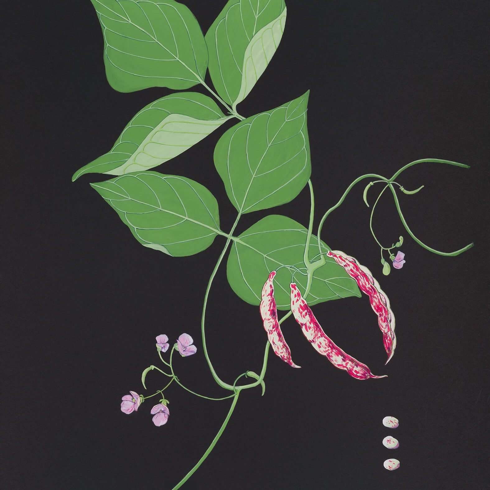 29. Sandra Morris - Phaseolus vulgaris - Iraqi Climbing Bean - Acrylic on Crescent Board - 60 x 42 cms